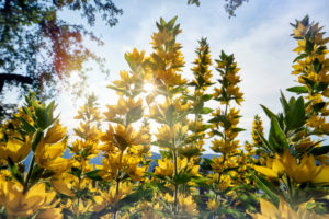 garden loosestrife in the cottage garden in backlight garden loosestrife in the cottage garden in backlight